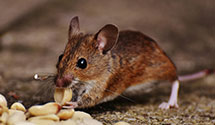 24 Hour & Emergency Exterminators in Center Valley, WI